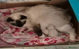 Ragdoll cats for sale: Last boy available  - Advert 2
