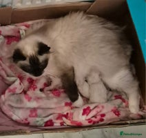 Ragdoll cats Last boy available - Advert 2