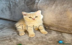 British Shorthair cats for sale: LAST 2 GCCF BSH Kittens – Ready NOW!! in Slough - Image 20