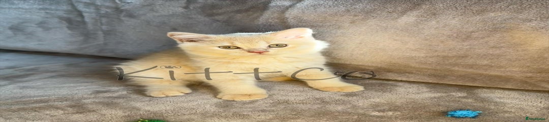 British Shorthair Kitten 4