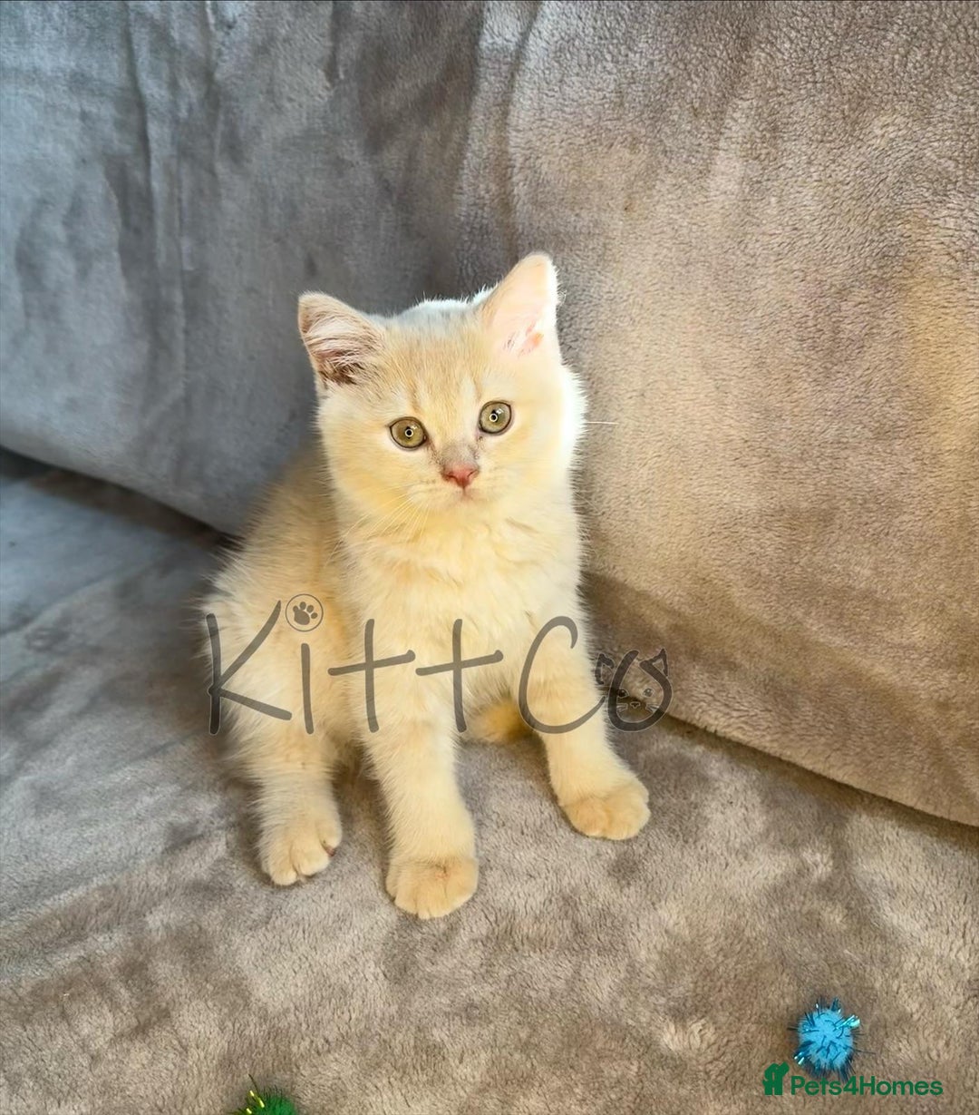 British Shorthair cats for sale: LAST 2 GCCF BSH Kittens – Ready NOW!! in Slough - Image 20