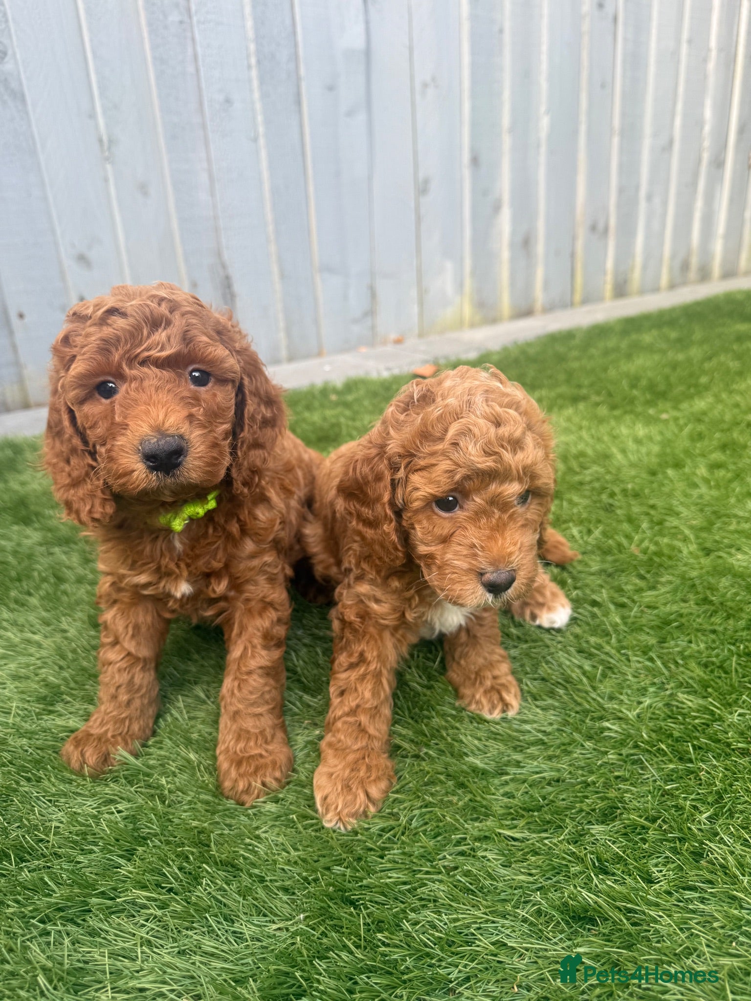 Cockapoo dogs Last Boy & Girl Available! Stunning Cockapoo - Advert 1