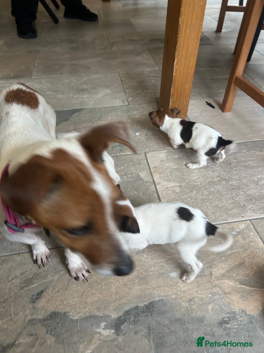 Jack Russell dogs for sale: Adorable jack Russell puppies  - Advert 17