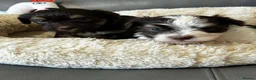 Havanese dogs for sale: Beautiful KC Registered Havanese Puppies - Advert 4