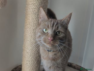 Mixed Breed cats Cats 🥰 - Advert 13