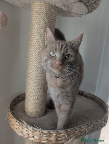 Mixed Breed cats Cats 🥰 - Advert 6