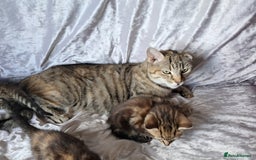 Mixed Breed cats for sale: Beautiful kittens  - Image 4