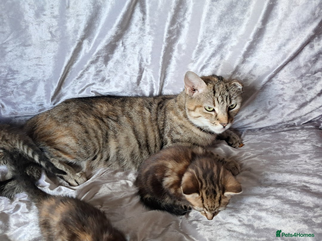 Mixed Breed cats for sale: Beautiful kittens  - Image 4