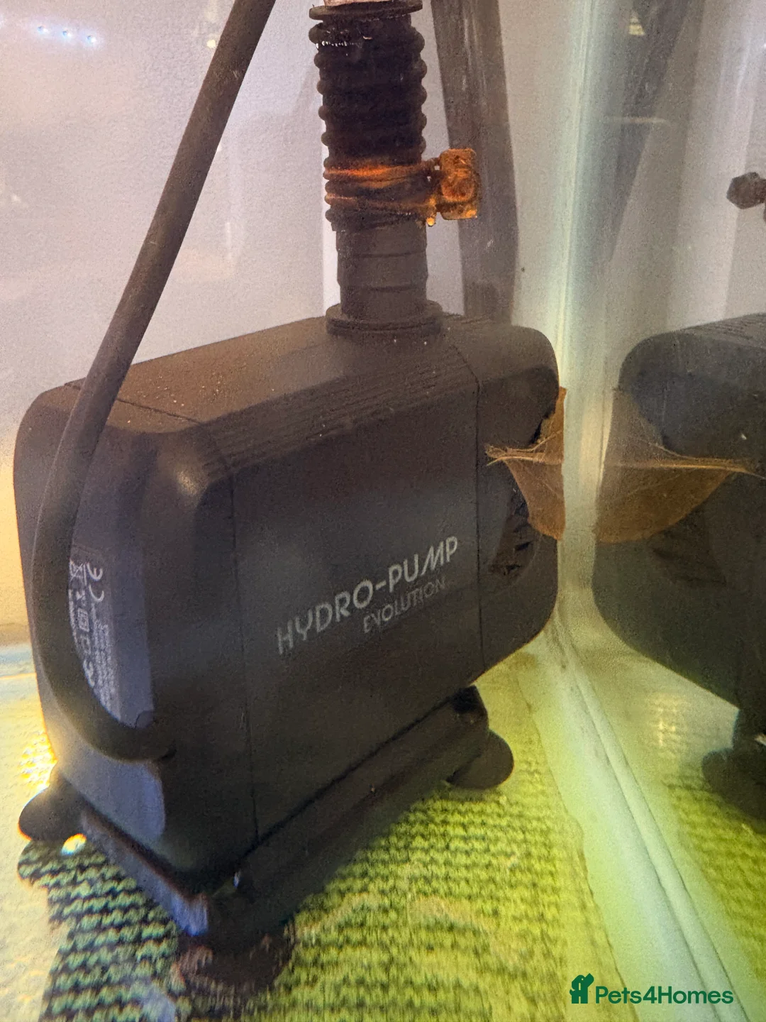 Other/Mixed Breed fish for sale: 2 Axolotls and whole set up  - Advert 5