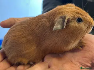 Guinea Pig rodents Baby sow, Four adult sow and Bonded pair of boars - Advert 1