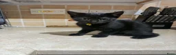 Mixed Breed cats for sale: 2 Female Persian Cross Kittens  in Dartmouth - Advert 3