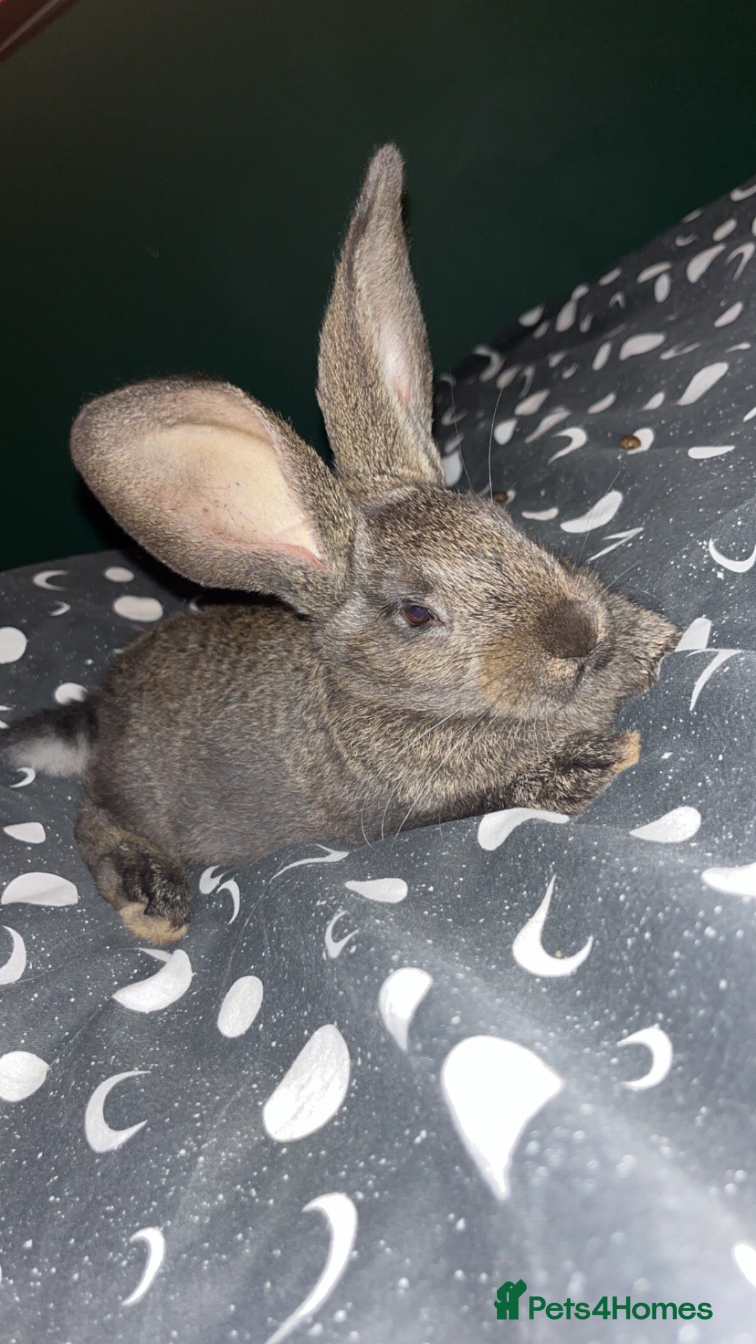 Flemish rabbits for sale: Doe giant  - Advert 3