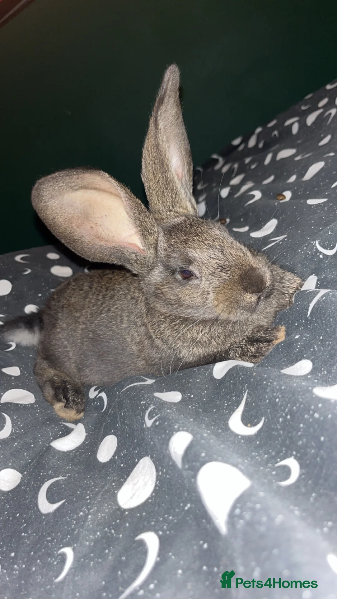 Flemish rabbits for sale: Doe giant  in Newark - Advert 1