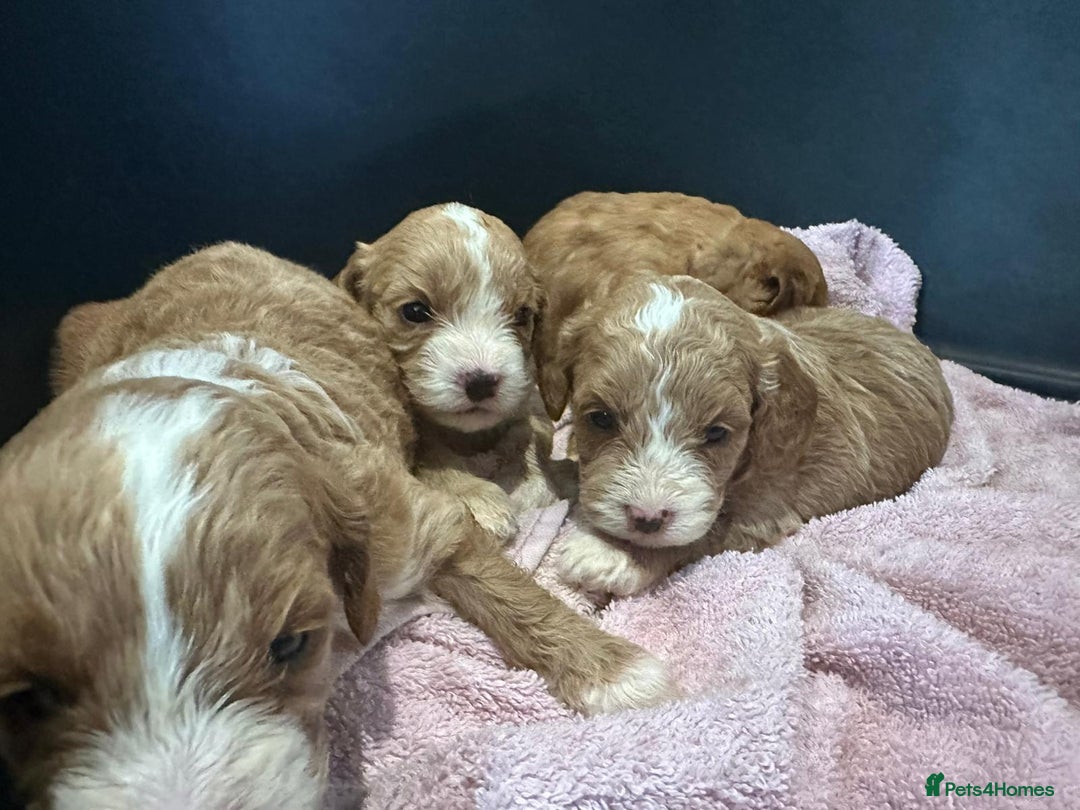 Cavapoo dogs for sale: One girl left has come available  - Image 14
