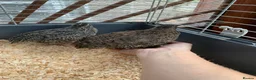 Quail poultry for sale: Male Coturnix Quail - Advert 1