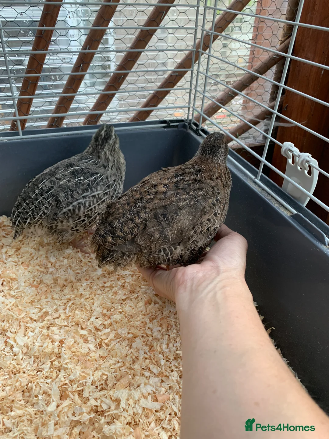 Quail poultry for sale: Male Coturnix Quail - Advert 1