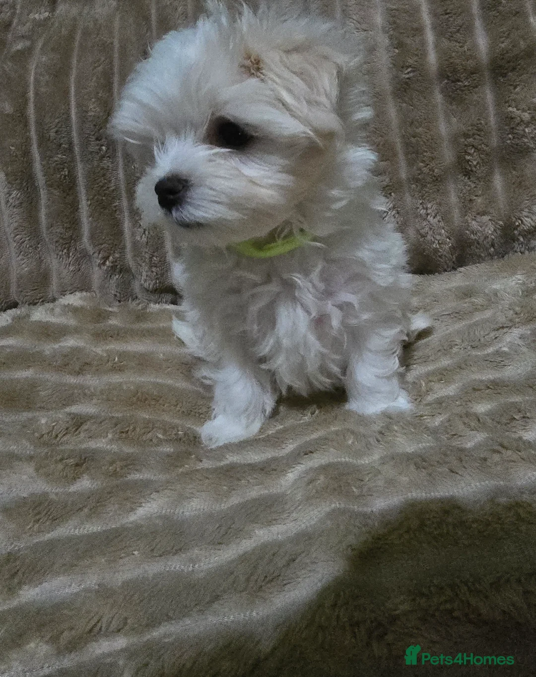Maltese dogs for sale: Maltese puppy  boy - Advert 7