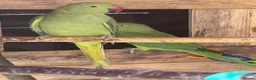 Parrots birds for sale: Male & Female Indian Ringneck Parrots  - Advert 5
