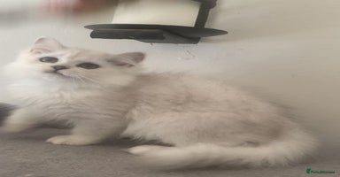 British Longhair cats in Bournemouth - Advert 2