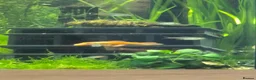 Plecos fish for sale:  breeding pair of super red bristlenose plecos  - Advert 5
