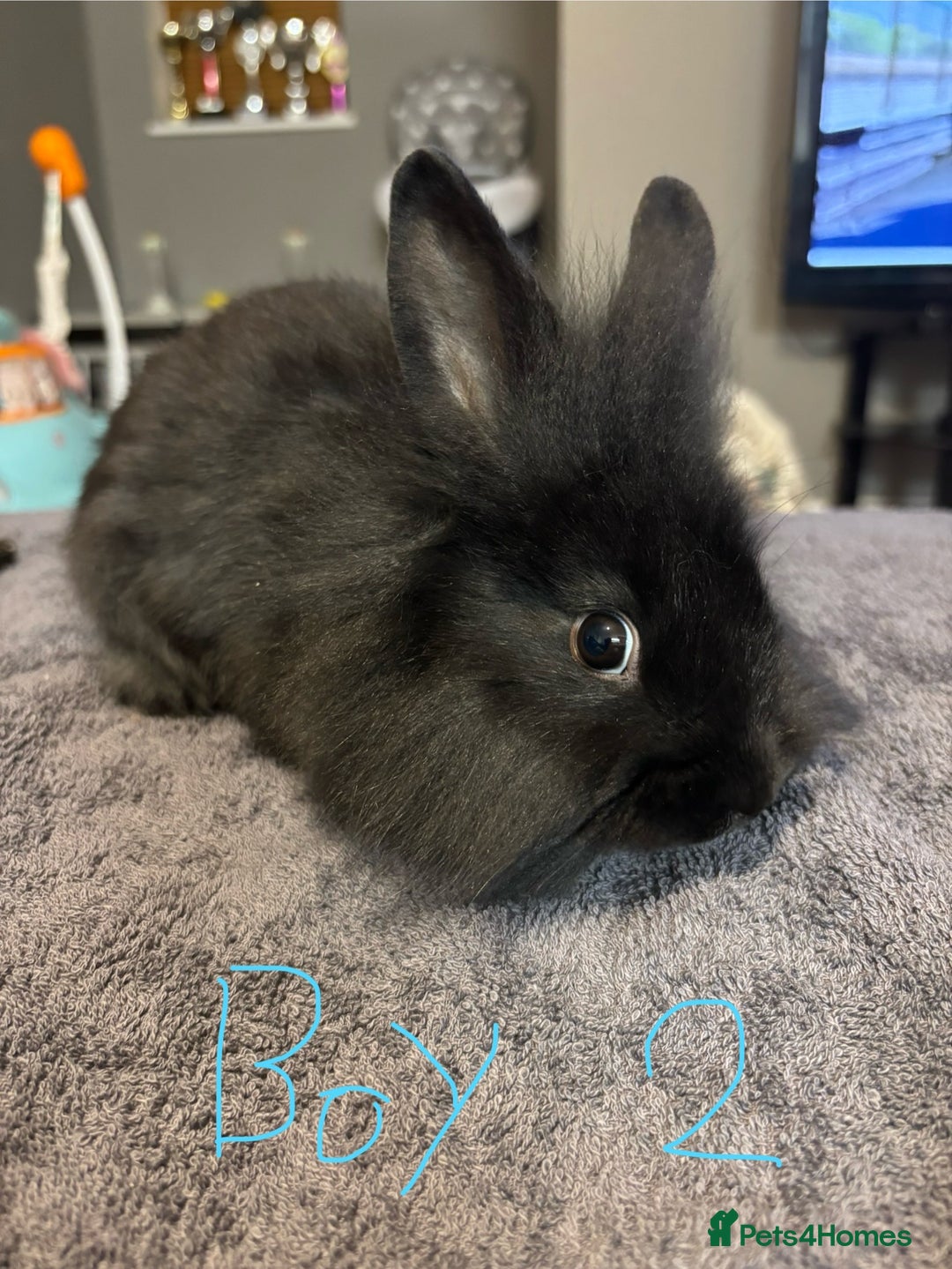Lionhead rabbits for sale: Beautiful lionhead bunnies  - Advert 7