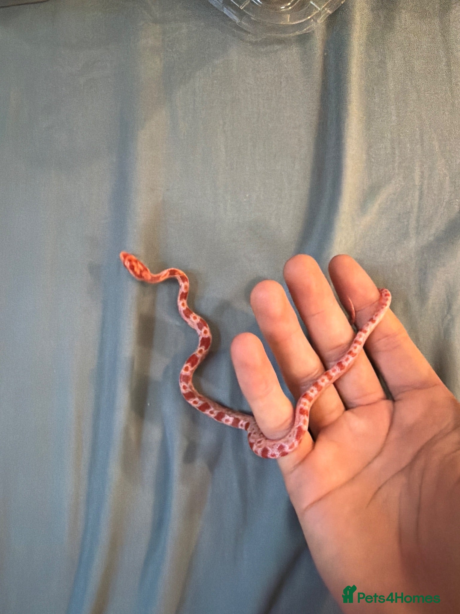 Corn Snake reptiles Corn snakes  - Advert 14