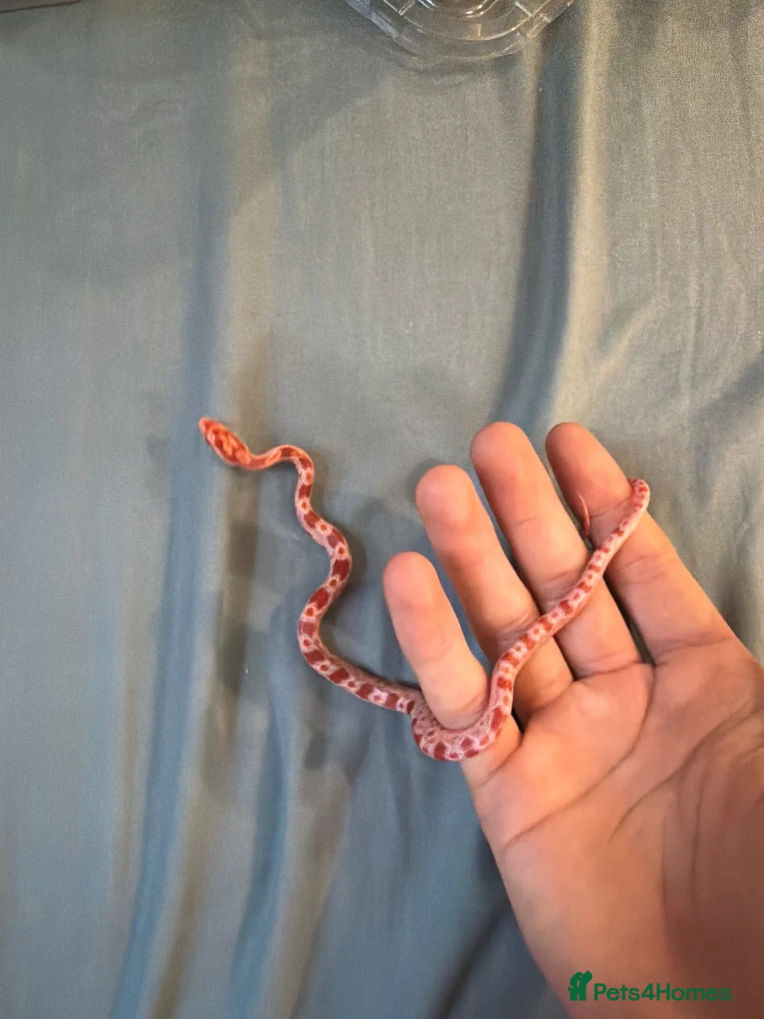 Corn Snake reptiles for sale: Corn snakes  in London - Advert 1
