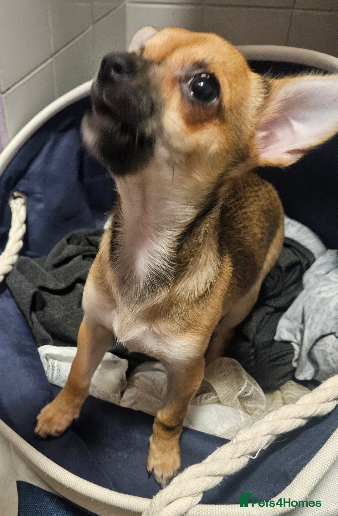 Chihuahua dogs for sale: 2x 13 old week beautiful Chihuahua Pups for sale  - Advert 20