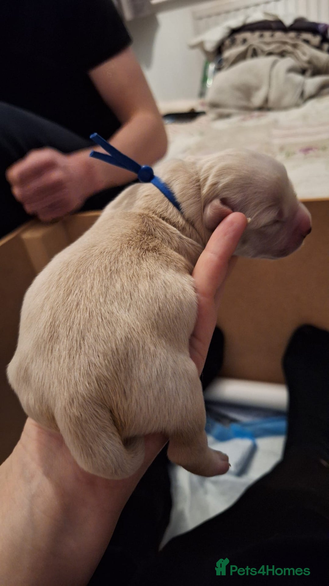 Golden Retriever dogs for sale: European bloodline GR puppies  - Advert 19