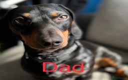 Mixed Breed dogs for sale: Dachshund x jack Russell’s  - Image 8