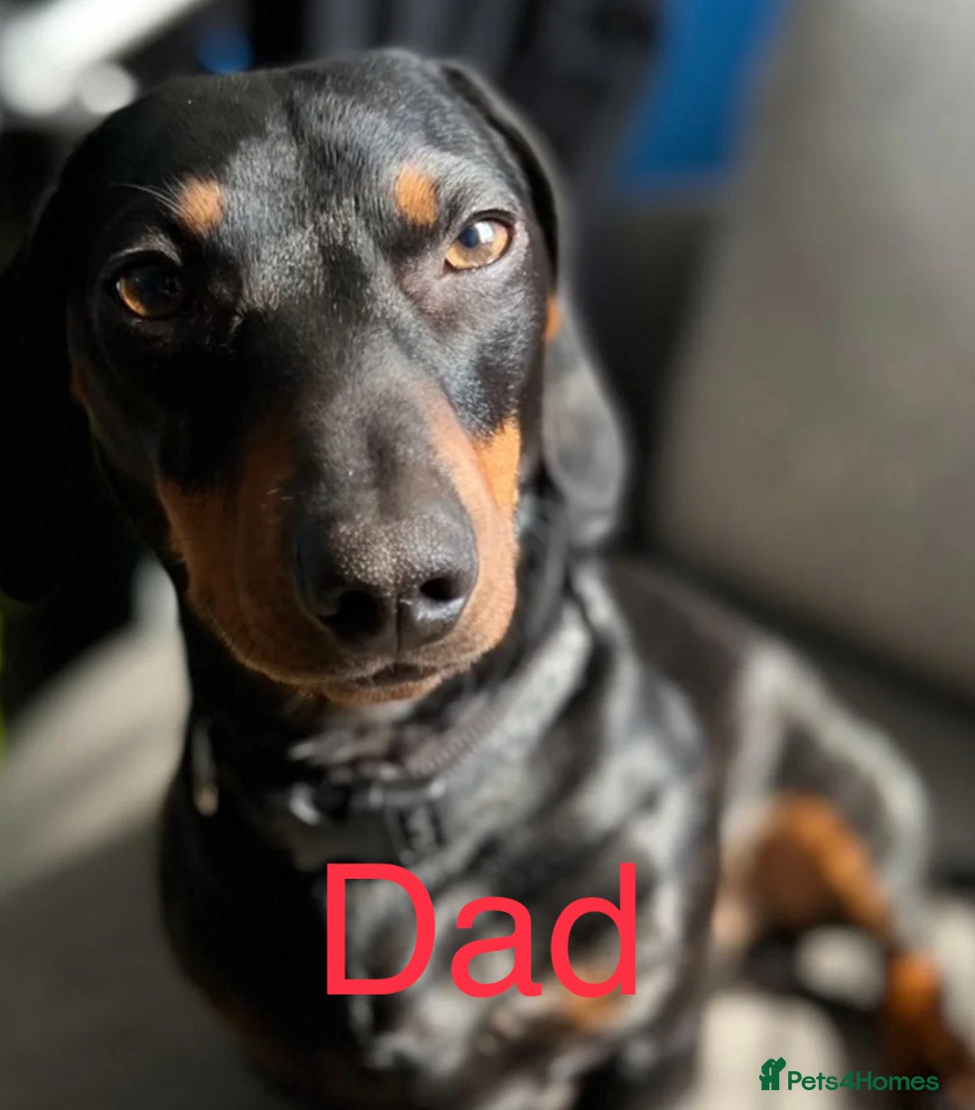Mixed Breed dogs for sale: Dachshund x jack Russell’s  - Image 8