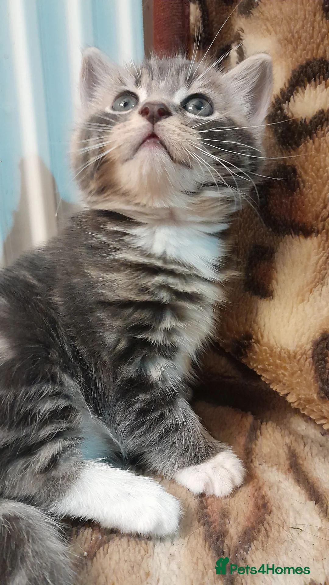 Mixed Breed cats for sale: 3 Beautiful kittens for sale  - Advert 8