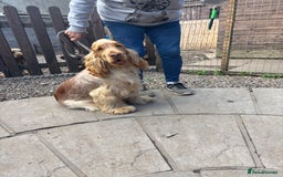 Cocker Spaniel dogs for sale: Outstanding show cocker pups - Image 29