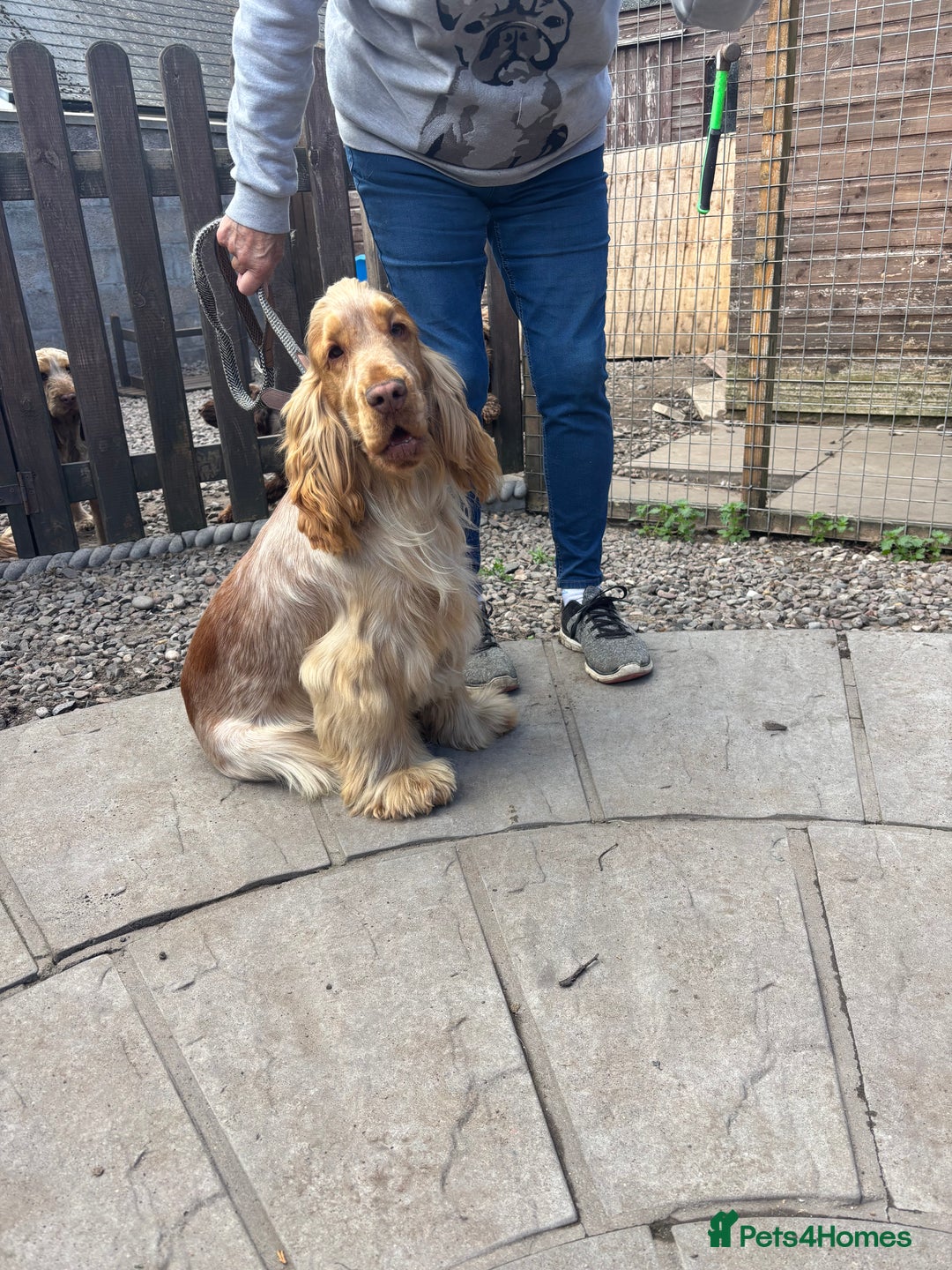 Cocker Spaniel dogs for sale: Outstanding show cocker pups - Image 29