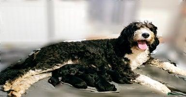 Bernedoodle dogs Exceptional Quality Bernedoodles  - Advert 5