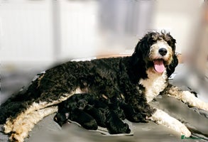 Bernedoodle dogs Exceptional Quality Bernedoodles - Advert 5