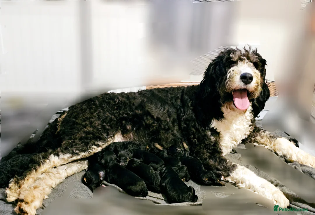 Bernedoodle dogs for sale: Sold 💙 - Advert 7