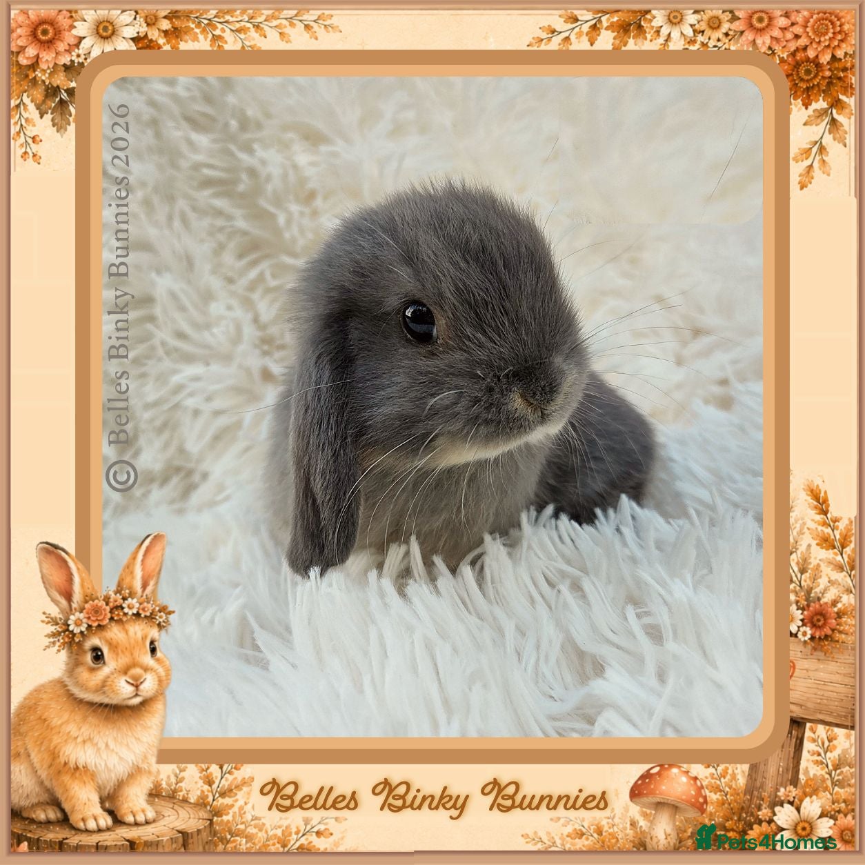 Mini Lop rabbits 🌻One Girl Left 🌻 Ready 18th Sep - Advert 2