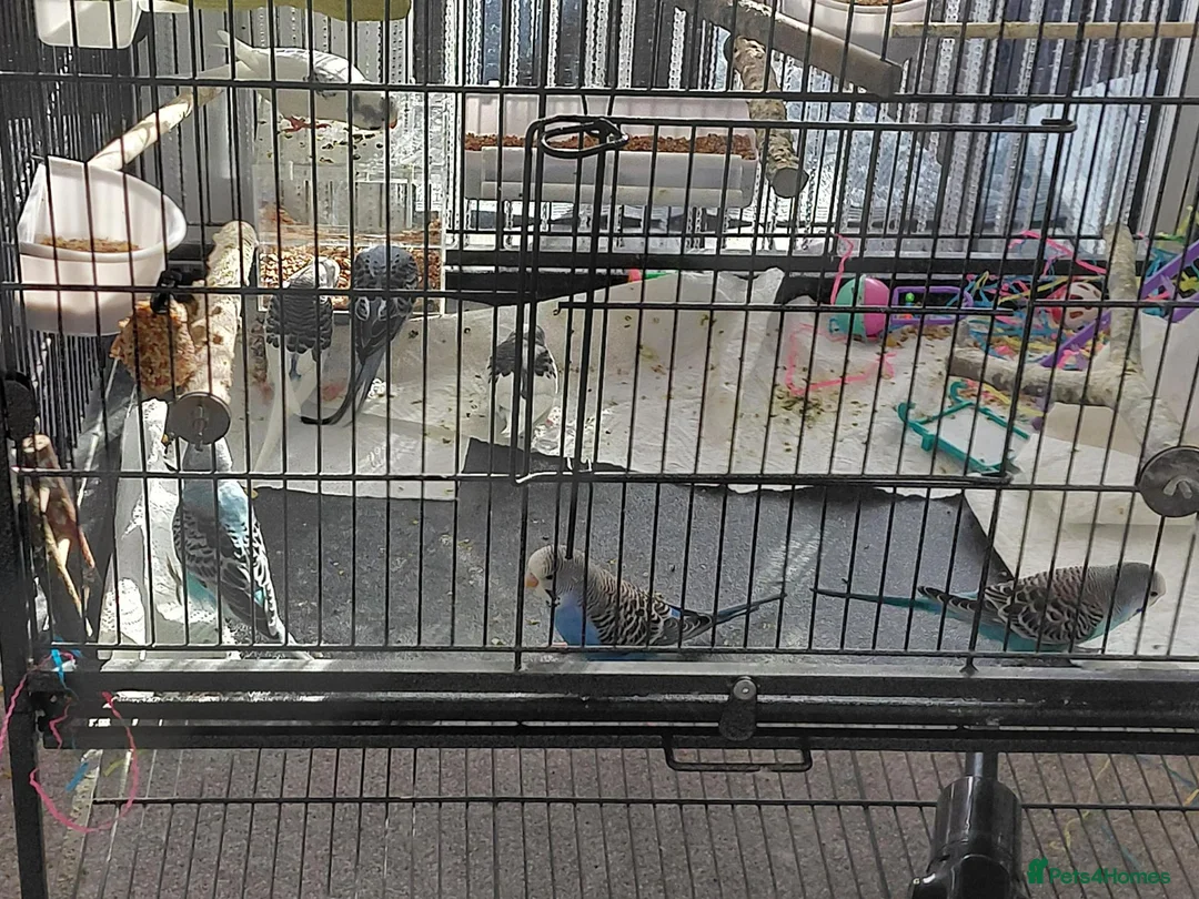 Budgerigars birds for sale: Baby budgies for sale - Advert 6