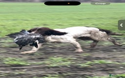 English Springer Spaniel dogs for sale: Fully trained ESS - Image 3