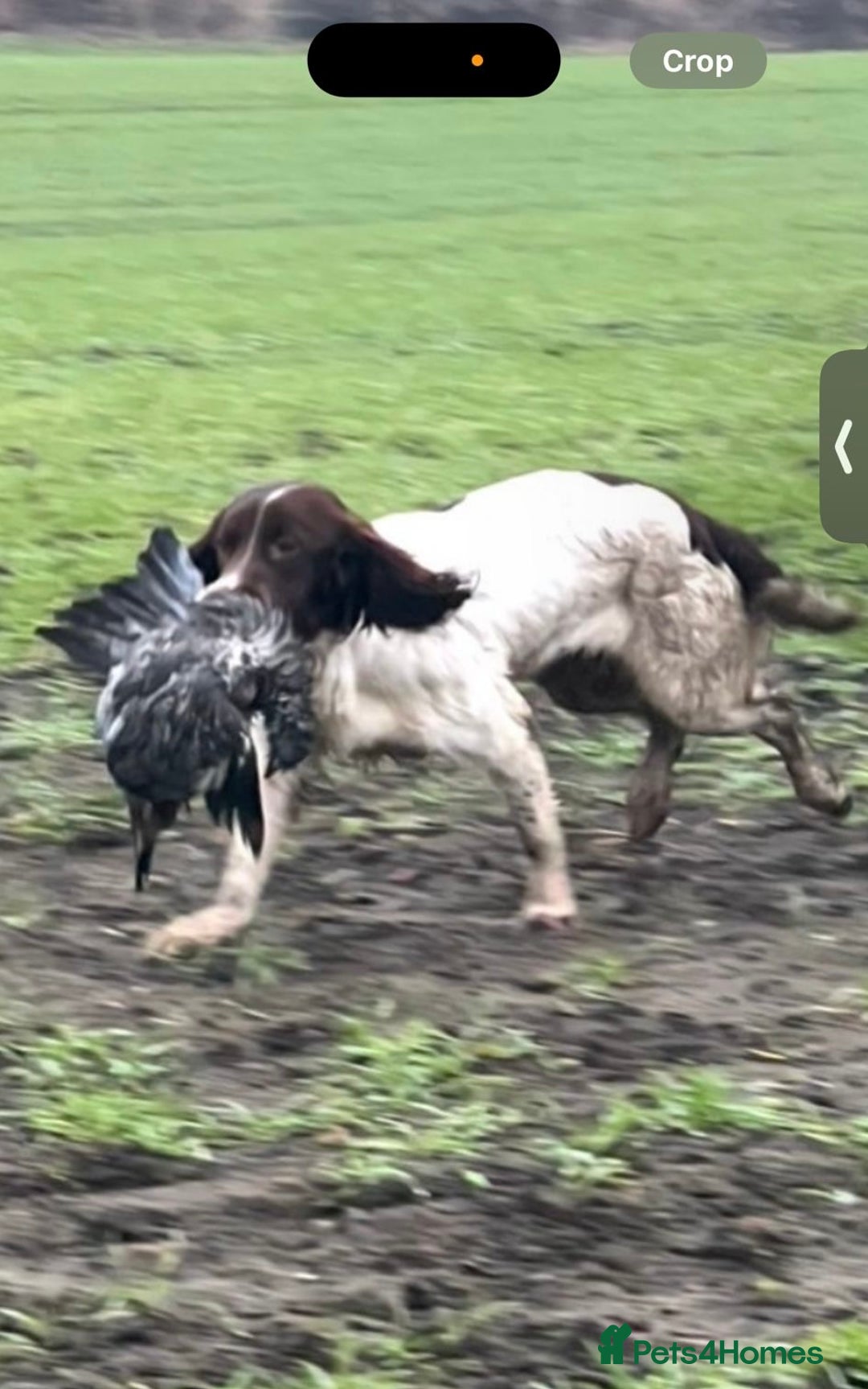 English Springer Spaniel dogs for sale: Fully trained ESS - Image 3