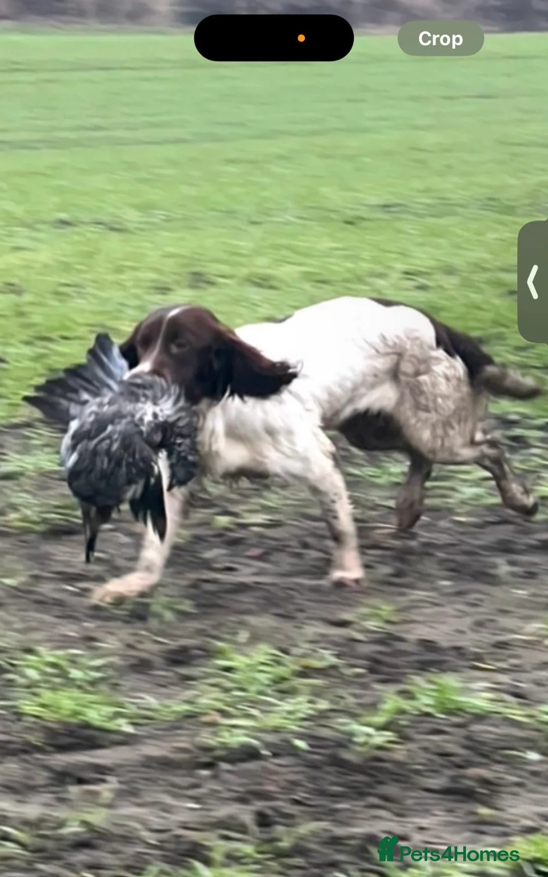 English Springer Spaniel dogs for sale: Fully trained ESS - Advert 3