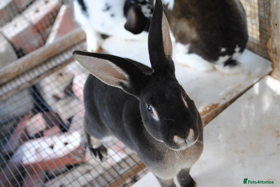 Mixed Breed rabbits for sale: rabbit lovely bunny black or nbue grey and spot in Paisley - Advert 8