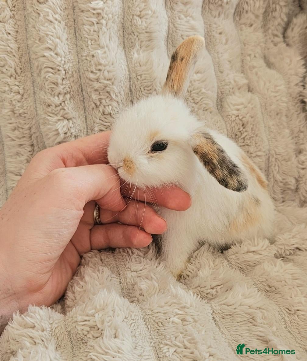 Mini Lop rabbits Pair of bonded baby rabbits (ready now) - Advert 2