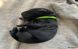 Labrador Retriever dogs for sale: 5* breeder🐾beautiful glossy black puppies ❤️  - Image 21