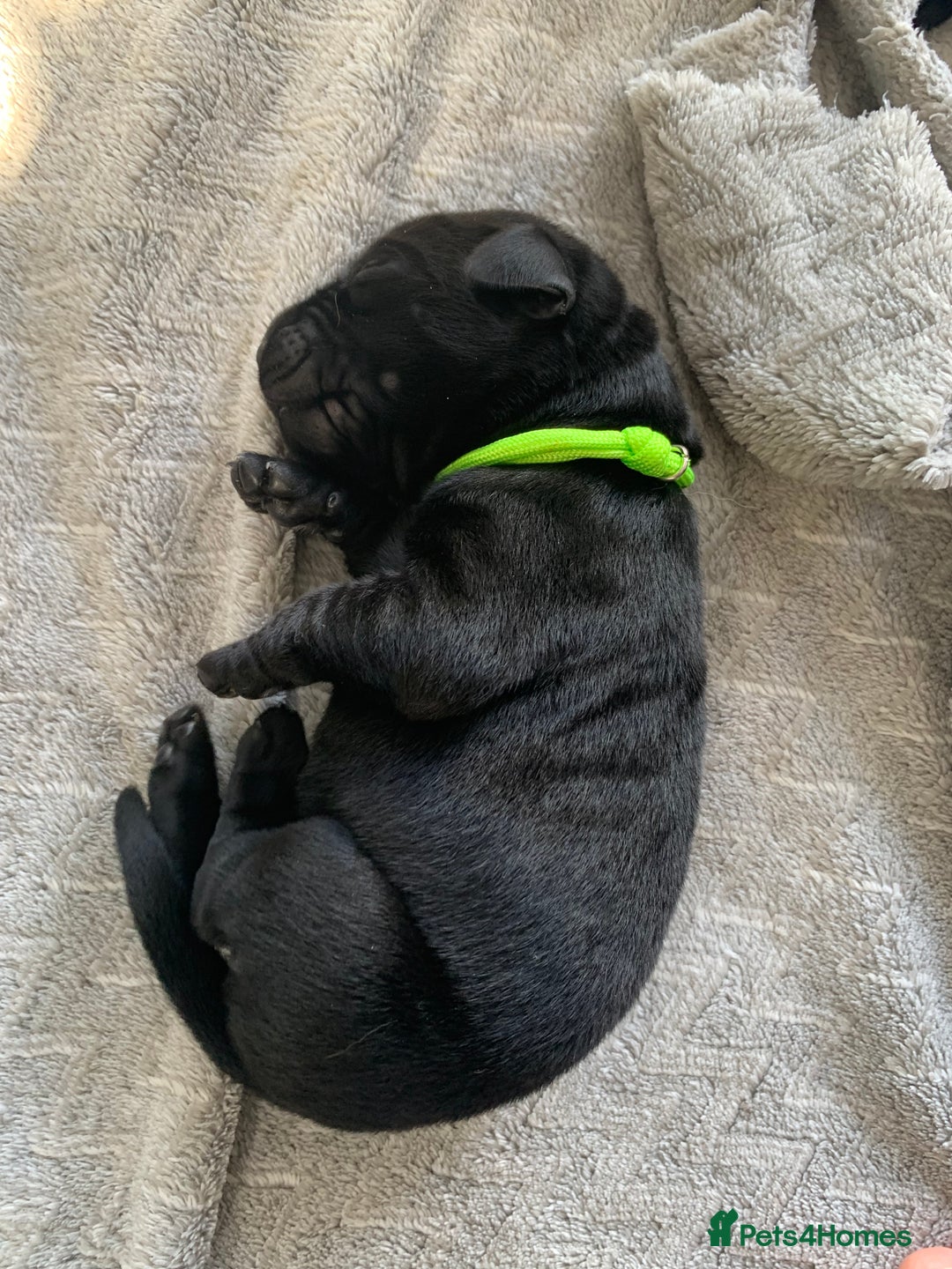 Labrador Retriever dogs for sale: 5* breeder🐾beautiful glossy black puppies ❤️  - Image 21