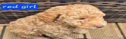 Double Doodle dogs for sale: Double doodle puppies - Advert 3