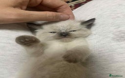 Ragdoll cats for sale: stunning kittens  - Image 5
