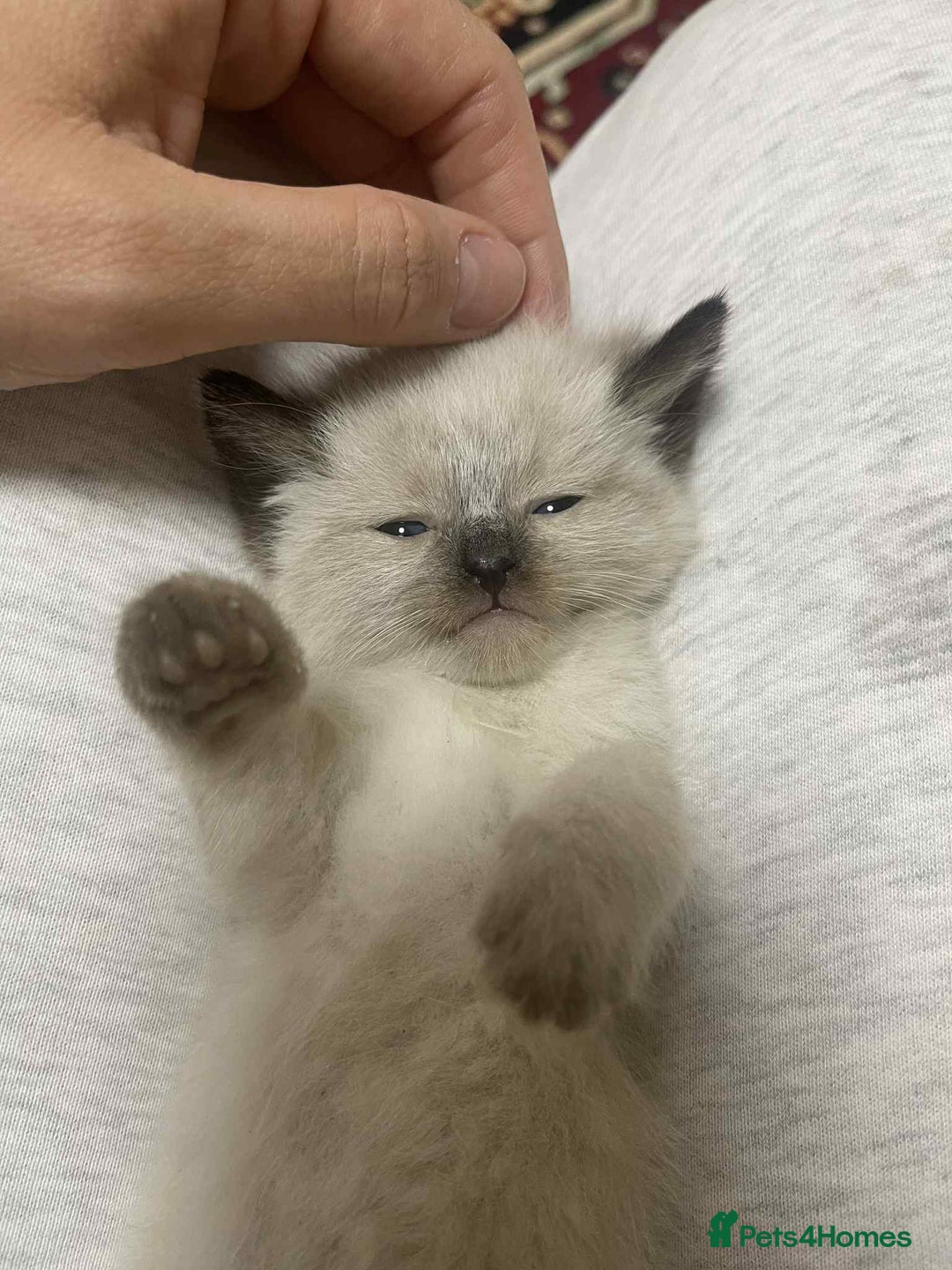 Ragdoll cats for sale: stunning kittens  - Image 5