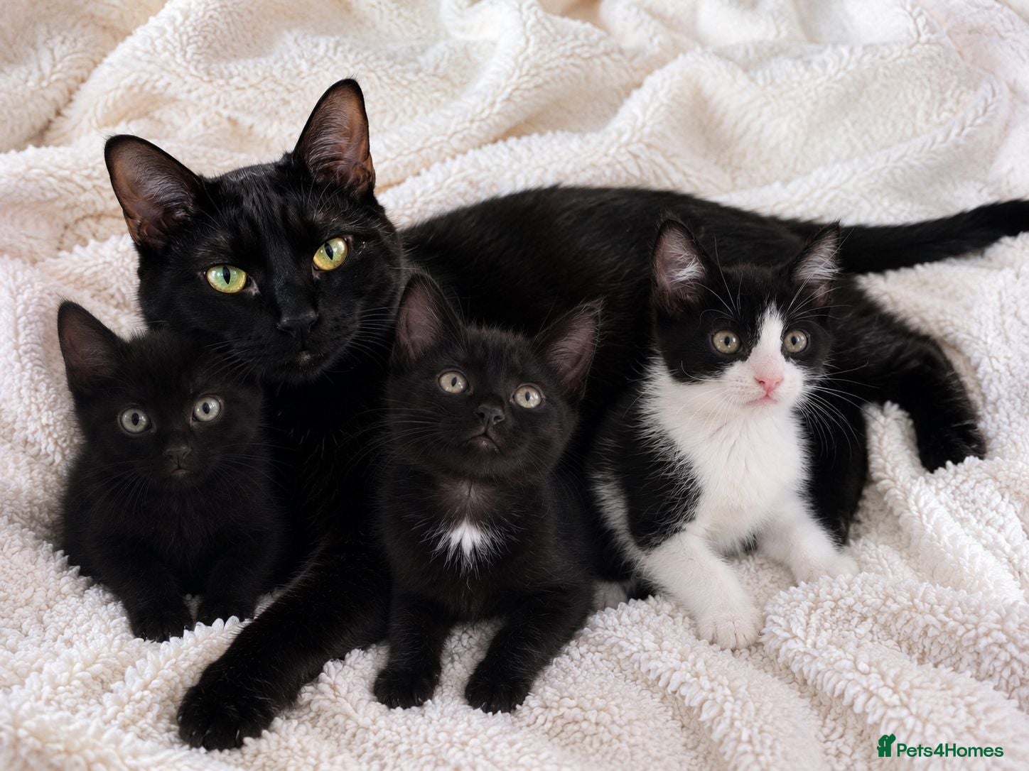 Mixed Breed cats Lovely 3-month-old mixed breed kittens - Advert 8